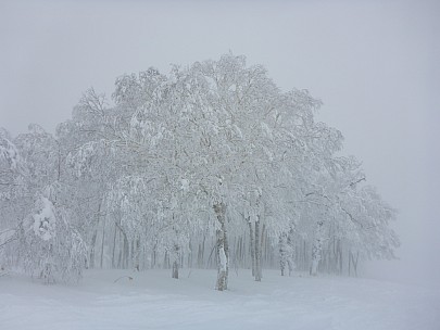 2016-02-27 11.14.19 P1000505 Simon - Rusutsu trees.jpeg: 4608x3456, 6090k (2016 Feb 27 11:14)