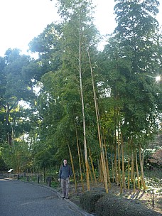 2016-03-01 15.25.36 P1020352 Adrian - Simon and Bamboo.jpeg: 3000x4000, 5677k (2016 Mar 07 22:35)
