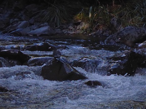 Whio
Photographer;&nbsp;Simon
2016-10-29&nbsp;08.52.43;&nbsp;Metadata time: '2016 Oct 29 08:52'
Original size:&nbsp;2,745 x 2,059; 2,099 kB;&nbsp;cr
Filename: 2016-10-29 08.52.43 P1010035 Simon - Whio_cr.jpg