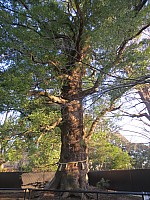 Tōkyō, Ueno