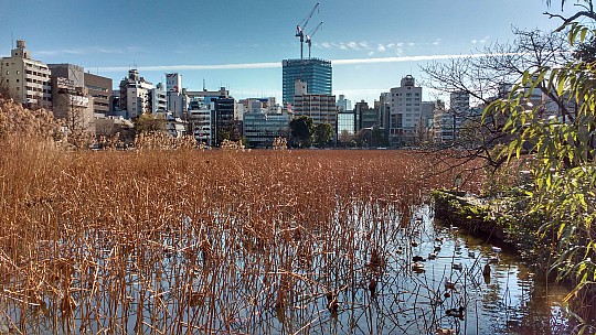 2017-01-11 12.40.15 2017-01-10 Simon - Hasu Pond with Ueno behind.jpeg: 4160x2340, 4913k (2017 Jan 11 16:42)