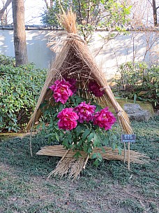 2017-01-11 15.04.11 IMG_8245 Anne - Ueno Toshogu Peony Garden.jpeg: 3456x4608, 7989k (2017 Jan 26 18:34)