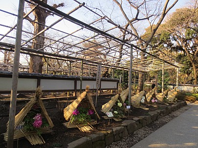 2017-01-11 15.04.59 IMG_8247 Anne - Ueno Toshogu Peony Garden.jpeg: 4608x3456, 7579k (2017 Jan 26 18:34)