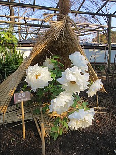 2017-01-11 15.08.07 IMG_8249 Anne - Ueno Toshogu Peony Garden.jpeg: 3456x4608, 6887k (2017 Jan 26 18:34)