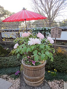 2017-01-11 15.10.09 IMG_8250 Anne - Ueno Toshogu Peony Garden.jpeg: 3456x4608, 6089k (2017 Jan 26 18:34)