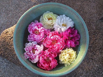 2017-01-11 15.14.01 IMG_8253 Anne - Ueno Toshogu Peony Garden.jpeg: 4608x3456, 6964k (2017 Jan 26 18:34)