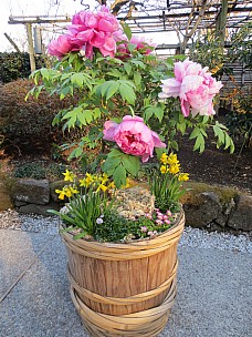 2017-01-11 15.21.39 IMG_8254 Anne - Ueno Toshogu Peony Garden.jpeg: 3456x4608, 7488k (2017 Jan 26 18:34)