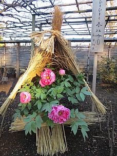 2017-01-11 15.22.49 IMG_8255 Anne - Ueno Toshogu Peony Garden.jpeg: 3456x4608, 7633k (2017 Jan 26 18:34)