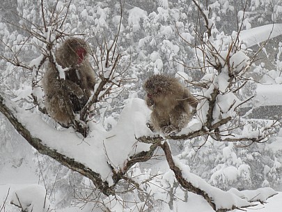 2017-01-15 14 Jigokudani 15.17.07 IMG_8606 Anne - snow monkeys in a tree.jpeg: 4608x3456, 7196k (2017 Jan 26 18:35)