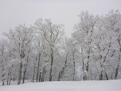2017-01-19 15.44.40 P1010470 Simon - snow covered trees beside Yamabiko-D course.jpeg: 4608x3456, 6185k (2017 Jan 29 10:22)