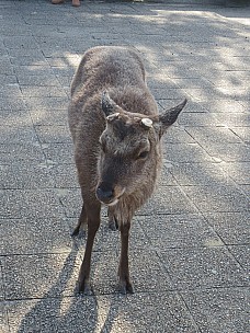 2017-01-21 11.03.51 IMG_9070 Anne - Miyajima Sika deer.jpeg: 3456x4608, 9893k (2017 Jan 26 18:36)