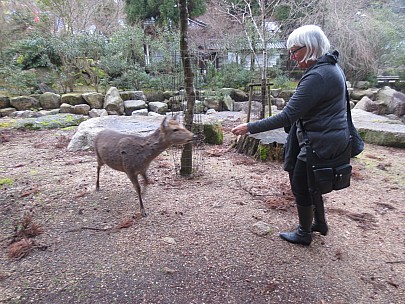 2017-01-21 16.12.52 IMG_9129 Anne - with Sika deer.jpeg: 4608x3456, 8293k (2017 Jan 26 18:36)