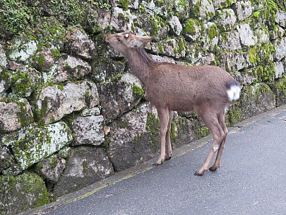 2017-01-21 16.52.32 IMG_9162 Anne - Skia deer.jpeg: 4608x3456, 8462k (2017 Jan 26 18:36)