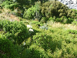 Paringa Rock Biv to McCullaugh Creek