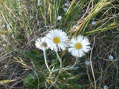 2019-01-15 09.11.44 P1050676 Philip - mountain daisy.jpeg: 4320x3240, 6088k (2019 Jun 24 21:12)