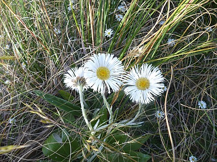 Mountain Daisy
Photographer;&nbsp;Philip
2019-01-15&nbsp;09.11.44;&nbsp;Metadata time: '2019 Jan 15 09:11'
Original size:&nbsp;4,320 x 3,240; 6,088 kB
Filename: 2019-01-15 09.11.44 P1050676 Philip - mountain daisy.jpeg