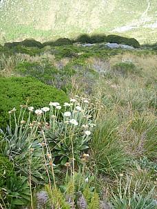 2019-01-16 09.43.55 P1050692 Philip - daisies above McCullaugh Creek.jpeg: 3240x4320, 4817k (2019 Jun 24 21:12)