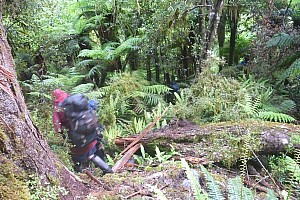 Mid Ōtoko to Stag Flat