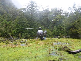 Stag Flat to Fox Glacier