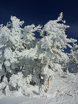 2019-03-04 16.08.43 P1020824 Simon - Snow in trees.jpeg: 3456x4608, 5003k (2019 Mar 04 16:08)