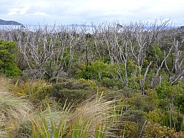 Mason Bay to Doughboy Bay