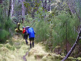 Rakeahua Hut to Freds Camp Hut