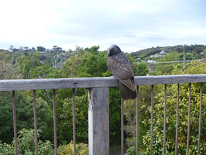 Kaka on balcony
Photo: Jim
2019-11-15 09.35.36; '2019 Nov 15 09:35'
Original size: 4,320 x 3,240; 4,838 kB
2019-11-15 09.35.36 P1000783 Jim - Kaka on balcony.jpeg