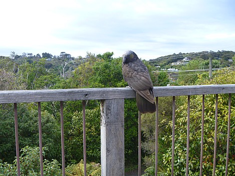 2019-11-15 09.35.36 P1000783 Jim - Kaka on balcony.jpeg: 4320x3240, 4838k (2019 Nov 15 09:35)