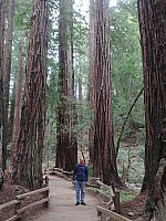 San Francisco: Alcatraz, Muir Woods, Sausolito