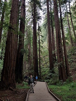 Simon in Muir Woods
Photo: Jim
2020-02-29 15.33.02; '2020 Feb 29 15:33'
Original size: 3,024 x 4,032; 5,221 kB