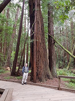 Simon in Muir Woods
Photo: Jim
2020-02-29 15.35.00; '2020 Feb 29 15:35'
Original size: 3,024 x 4,032; 5,290 kB