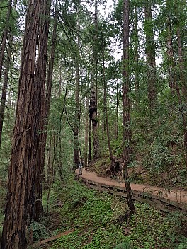 Simon in Muir Woods Hillside trail
Photo: Jim
2020-02-29 15.55.21; '2020 Feb 29 15:55'
Original size: 3,024 x 4,032; 6,283 kB