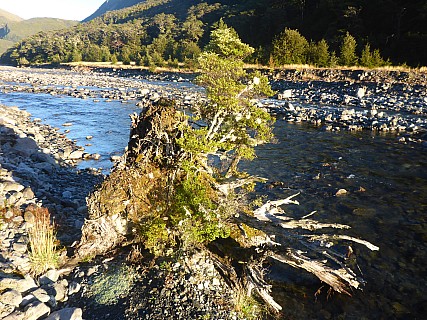 Beech tree on stump
Photographer;&nbsp;Simon
2021-03-19&nbsp;08.15.21;&nbsp;Metadata time: '2021 Mar 19 08:15'
Original size:&nbsp;4,608 x 3,456; 6,542 kB
Filename: 2021-03-19 08.15.21 P1030552 Simon - Beech tree on stump.jpeg