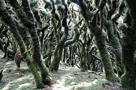 Mossy trees
Photographer;&nbsp;Brian
2021-12-10&nbsp;15.27.46;&nbsp;Metadata time: '2021 Dec 10 15:27'
Original size:&nbsp;5,472 x 3,648; 13,162 kB
Filename: 2021-12-10 15.27.46 IMG_0149 Brian - Mossy trees.jpeg