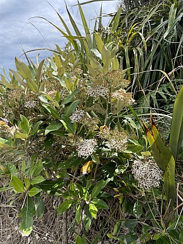 2022-03-06 13.54.40 IMG_2752 Susie - Olearai avicenniifolia.jpeg: 3024x4032, 3837k (2022 Oct 22 08:29)