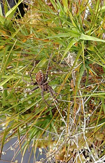 2022-03-07 11.44.13 LG6 Simon - Spider at Lake Wombat_cr.jpg: 1565x2416, 2228k (2022 Dec 04 08:20)