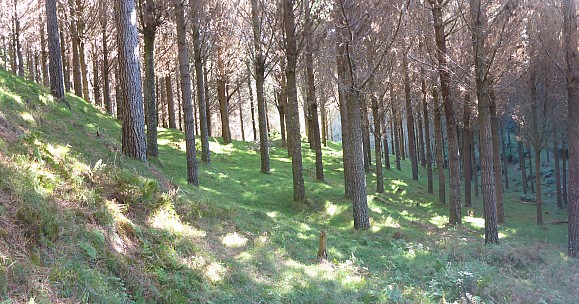 Pine forest
Photographer;&nbsp;Adrian
2022-04-15&nbsp;16.30.27
Original size:&nbsp;5,913 x 3,102; 3,940 kB;&nbsp;stitch
Filename: 2022-04-15 16.30.27 P1030748 Adrian - Pine forest_stitch.jpg