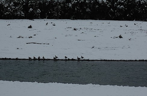 2022-08-01 09.36.06 DSC02871 Alan - Paradise Ducks in snow_cr.jpg: 4608x3024, 4975k (2022 Dec 11 14:59)