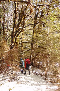 2022-08-02 10.33.52 DSC02883 Alan - Simon and Brian tramping through forest_cr.jpg: 3024x4608, 4394k (2022 Dec 11 15:03)