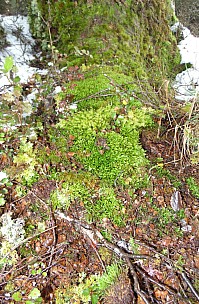 Mossy tree root
Photographer;&nbsp;Alan
2022-08-02&nbsp;15.12.13;&nbsp;Metadata time: '2022 Aug 02 15:12'
Original size:&nbsp;2,392 x 3,648; 2,855 kB;&nbsp;cr
Filename: 2022-08-02 15.12.13 DSC02888 Alan -  Mossy tree root_cr.jpg