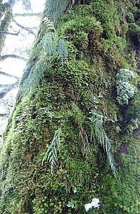 Moss And Orchids On Tree Trunk
Photographer;&nbsp;Alan
2022-08-02&nbsp;15.13.22;&nbsp;Metadata time: '2022 Aug 02 15:13'
Original size:&nbsp;2,392 x 3,648; 2,950 kB;&nbsp;cr
Filename: 2022-08-02 15.13.22 DSC02892 Alan - moss and orchids on tree trunk_cr.jpg