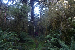 Moeraki River to Middle Head hut