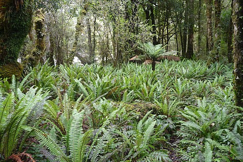 Fern Understory
Photographer;&nbsp;Philip
2023-04-17&nbsp;13.36.20;&nbsp;Metadata time: '2023 Apr 17 13:36'
Original size:&nbsp;4,320 x 2,880; 5,463 kB
Filename: 2023-04-17 13.36.20 P1070070 Philip - fern understory.jpeg