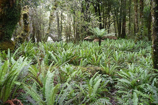 Fern Understory
Photo: Philip
2023-04-17 13.36.20; '2023 Apr 17 13:36'
Original size: 4,320 x 2,880; 5,463 kB