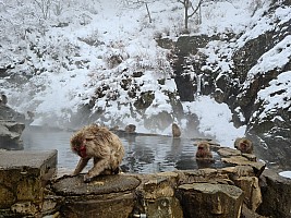 Prince Hotel East Wing to Hotel Alpenburg; visit to the Jigokudani Snow Monkeys
Snow Monkey Onsen
Photo: Simon
2024-03-06 12.42.29; '2024 Mar 06 12:42'
Original size: 9,248 x 6,936; 18,773 kB
2024-03-06 12.42.29 S20+ Simon - Snow Monkey Onsen.jpeg