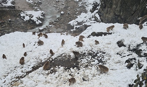 Snow Monkeys beside the Onsen
Photographer;&nbsp;Adrian
2024-03-06&nbsp;12.43.55;&nbsp;Metadata time: '2024 Mar 06 12:43'
Original size:&nbsp;8,777 x 5,190; 11,816 kB;&nbsp;cr
Filename: 2024-03-06 12.43.55 S20+ Adrian - Snow Monkeys beside the Onsen_cr.jpg