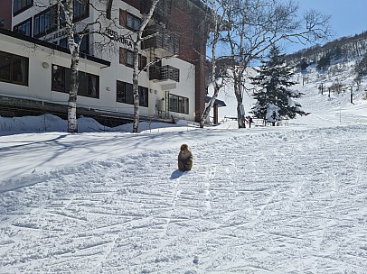 Snow monkey outside Hotel Itakura, Giant
Photo: Adrian
2024-03-11 12.20.12; '2024 Mar 11 12:20'
Original size: 9,248 x 6,928; 21,030 kB
2024-03-11 12.20.12 S20+ Adrian - Snow monkey outside Hotel Itakura, Giant.jpeg