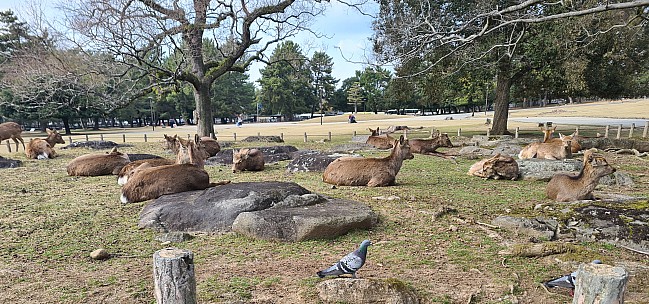 Sika Deer at Nara Park
Photographer;&nbsp;Adrian
2024-03-14&nbsp;15.22.19;&nbsp;Metadata time: '2024 Mar 14 15:22'
Original size:&nbsp;4,032 x 1,889; 3,702 kB;&nbsp;cr
Filename: 2024-03-14 15.22.19 S20+ Adrian - Sika Deer at Nara Park_cr.jpg