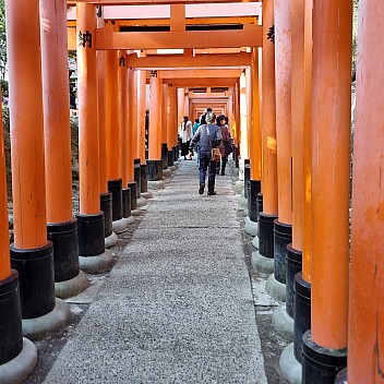 Senbon Torii path
Photo: Jim
2024-03-16 15.48.17; '2024 Mar 16 19:48'
Original size: 2,992 x 2,992; 2,579 kB
2024-03-16 15.48.17 S21FE+ Jim - Senbon Torii path.jpeg