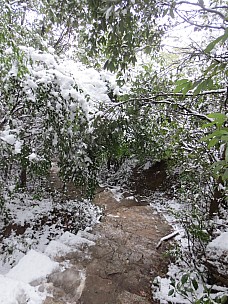 2017-01-21 14.47.27 IMG_9117 Anne - snowy path and shrubs.jpeg: 3456x4608, 7541k (2017 Jan 26 18:36)